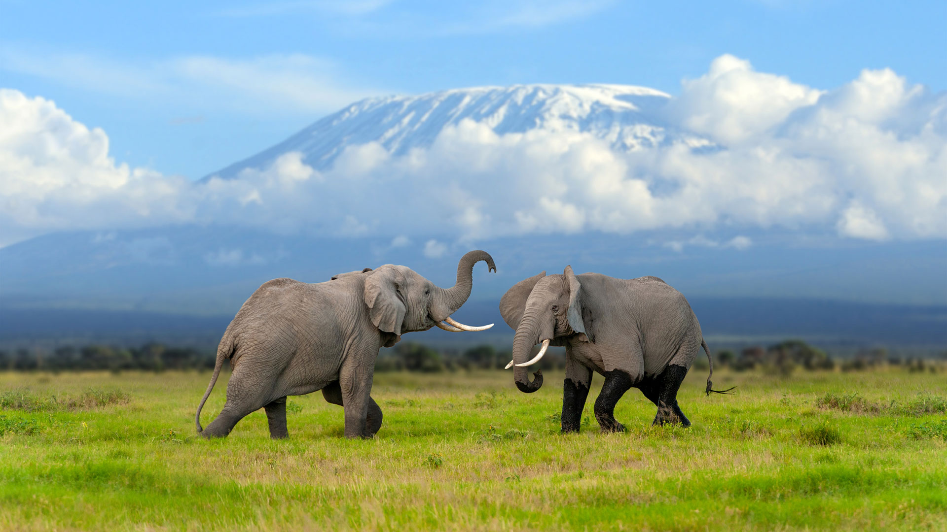 elephants-kilimanjaro_1920x1080-1.jpg